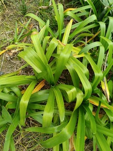 翠绿凤梨植物特写
