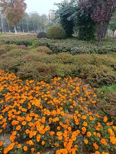 秋日烂漫花丛景观