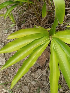 翠绿舒展的奇特叶片植物