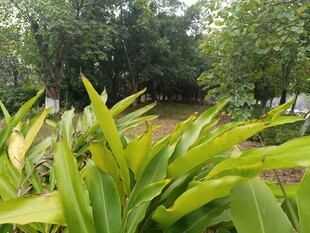 绿意盎然的园林植物景观