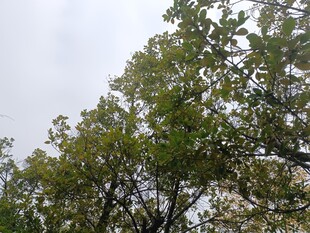 仰视枝头繁茂绿叶