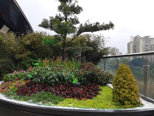 精致户外盆栽景观