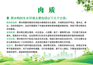 肉质相关说明文档展示