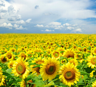 金黄向日葵花海美景