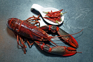 鲜活大龙虾