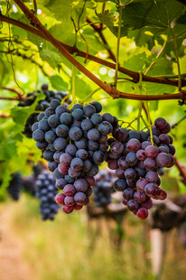 葡萄