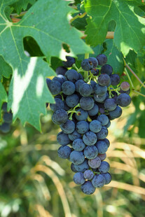 紫葡萄
