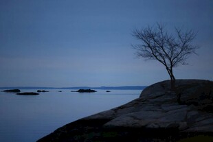 孤树屹立于宁静湖畔