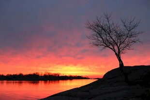 夕阳下孤树映于平静湖面