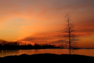 湖畔落日孤树美景