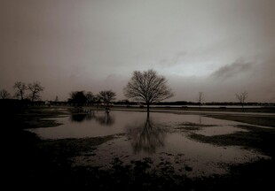 阴天下的湿地与孤树