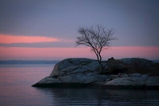 孤树静立黄昏湖畔