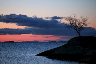 湖畔孤树映晚霞美景