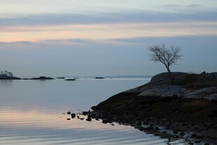 湖畔孤树 静谧黄昏景致