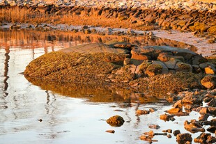 夕阳下的岸边礁石景观