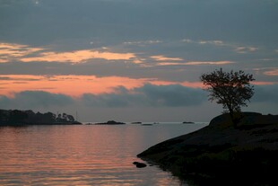 湖畔孤树映晚霞