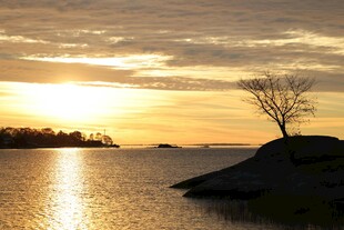 夕阳下孤树伫立湖畔