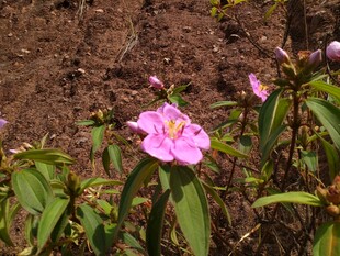 粉色野花绽放于泥土间