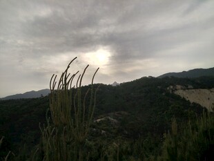 阴云下的山峦与蓬勃草木