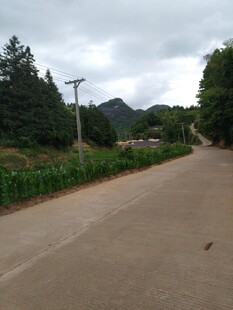 乡村水泥路 周边绿意盎然