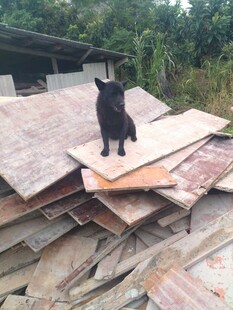 黑狗立于杂乱板材之上