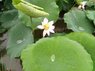 荷叶上的娇艳荷花