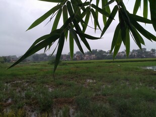 竹叶下的田野风光