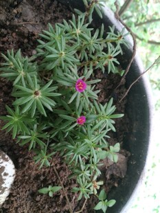 花盆中的娇艳粉色小花