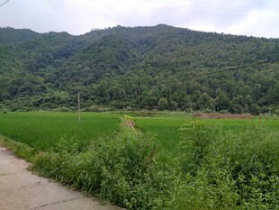 山间绿野小径风景