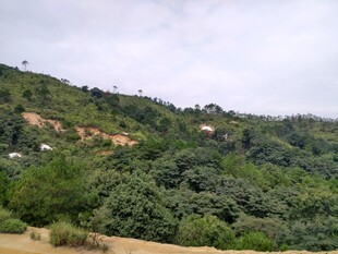 绿意盎然的山坡风景