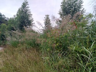 野外繁茂的草丛与树木