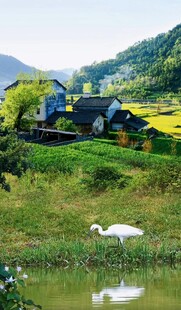 田园风光中的农作与白鹭