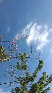 蓝天绿树间的白云景致