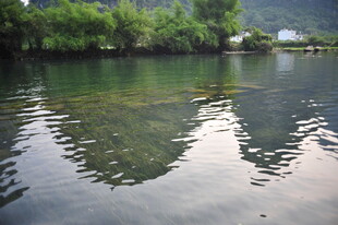 清澈湖水与岸边葱郁绿树