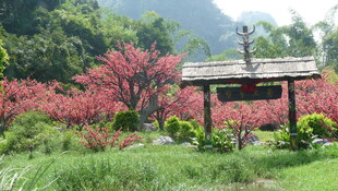 春日烂漫花园景观