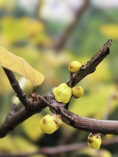 腊梅枝头绽放黄色小花