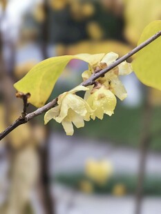 枝头绽放的黄色小花