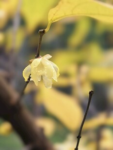 枝头绽放的淡黄花朵