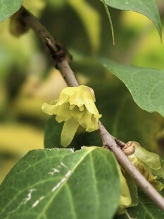 枝头绽放的嫩黄色小花