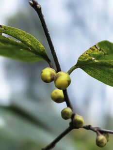 枝头蜡梅初绽