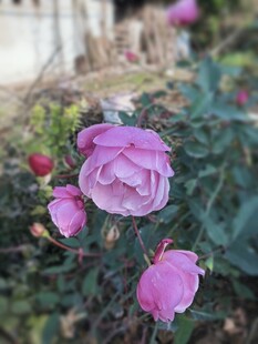 娇艳绽放的粉色月季花