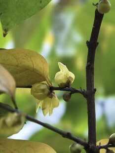 枝头绽放的淡黄花朵