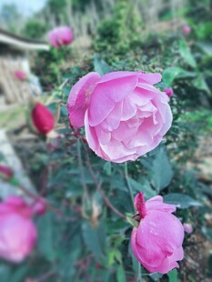 娇艳粉色月季花绽放