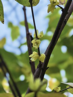 枝头绽放的嫩绿花朵