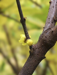 腊梅枝头绽放黄色小花