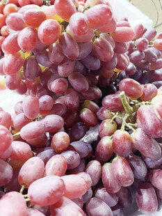 葡萄