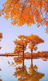 秋日湖畔金黄树木美景