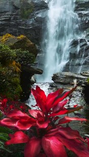 瀑布旁的艳丽红花卉