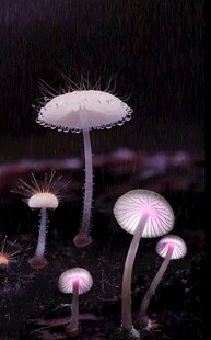 雨中梦幻蘑菇群