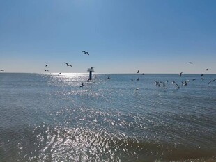 海边日出飞鸟的美丽景象